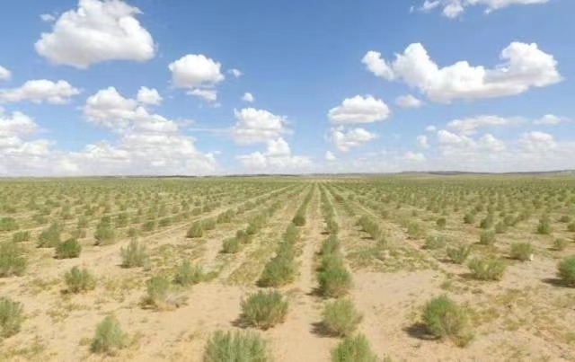“携手防治荒漠化 跨越山海共富裕”-成套工程积极开展捐种治沙共享绿色家园